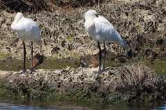 Platalea leucorodia