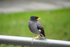 Acridotheres javanicus