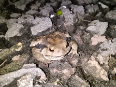 Bufo gargarizans