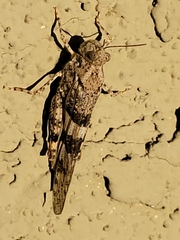 Trimerotropis