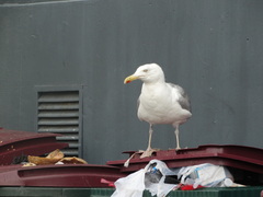 Larus argentatus