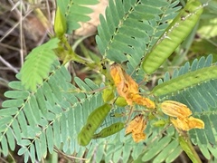 Chamaecrista fasciculata
