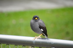 Acridotheres javanicus