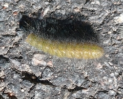 Acronicta leporina