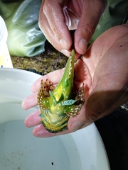 Taurulus bubalis