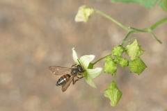 Andrena florea