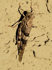 Trimerotropis