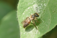Andrena florea