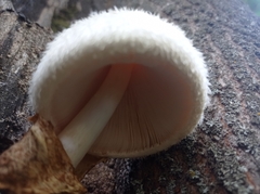 Volvariella bombycina