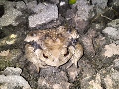 Bufo gargarizans
