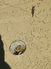 Trimerotropis