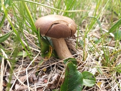 Chroogomphus rutilus