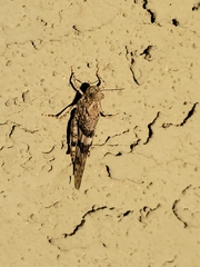 Trimerotropis