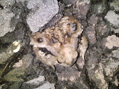 Bufo gargarizans