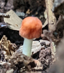 Leucoagaricus rubrotinctus