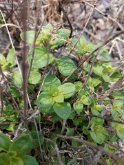 Origanum vulgare