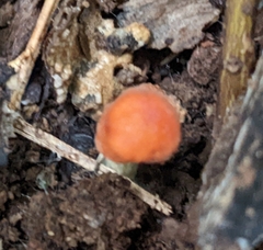 Leucoagaricus rubrotinctus