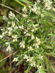 Pseudognaphalium obtusifolium