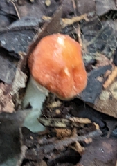 Leucoagaricus rubrotinctus