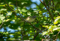 Vireo solitarius
