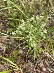 Pseudognaphalium obtusifolium