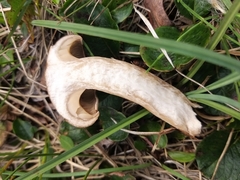 Chroogomphus rutilus