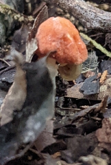 Leucoagaricus rubrotinctus