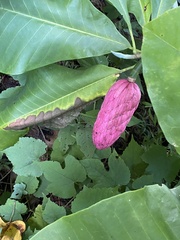 Magnolia tripetala