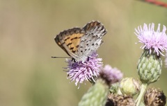 Tharsalea mariposa