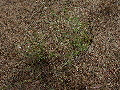 Spergula arvensis
