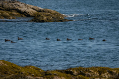 Somateria mollissima