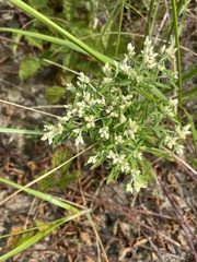 Pseudognaphalium obtusifolium