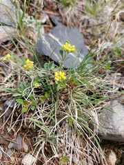 Odontarrhena obovata