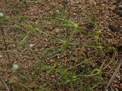 Spergula arvensis