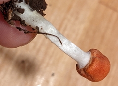 Leucoagaricus rubrotinctus