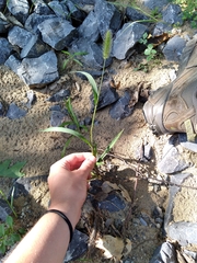Setaria viridis