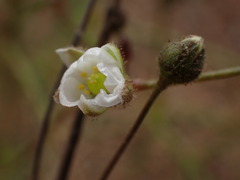 Spergula arvensis
