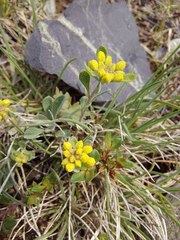 Odontarrhena obovata