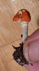 Leucoagaricus rubrotinctus