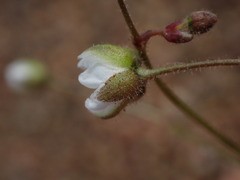 Spergula arvensis
