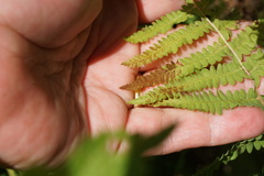 Thelypteris palustris pubescens