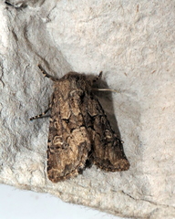 Luperina testacea