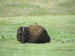 Bison bison
