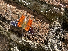 Nymphalini