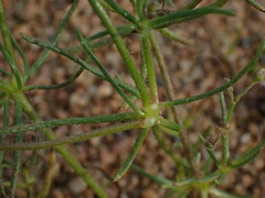 Spergula arvensis