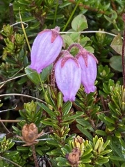 Phyllodoce caerulea