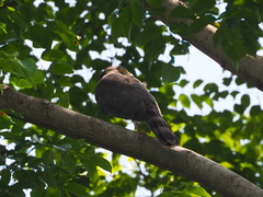 Accipiter trivirgatus