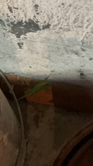 Microcentrum rhombifolium