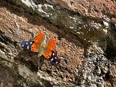 Nymphalini