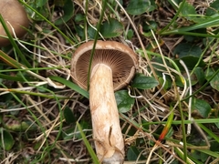 Chroogomphus rutilus